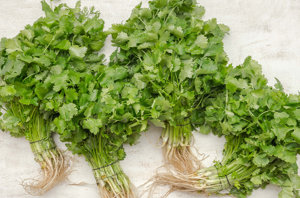 Korianderzöld - cilantro